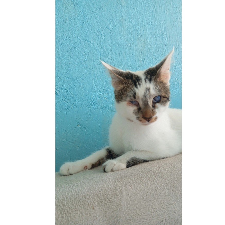 Engelli Kedi Barınağı Hayali