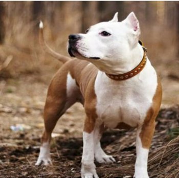 Pitbull Go