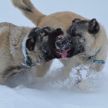 Anatolia's Braveheart: Kangal