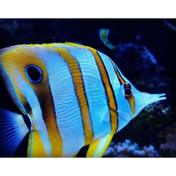 METU Reef Tank