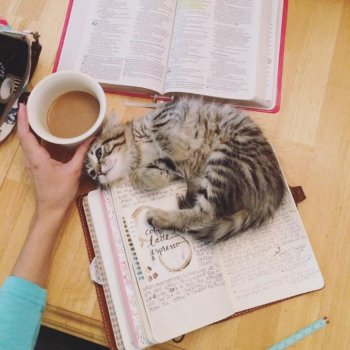 Sude's Paws